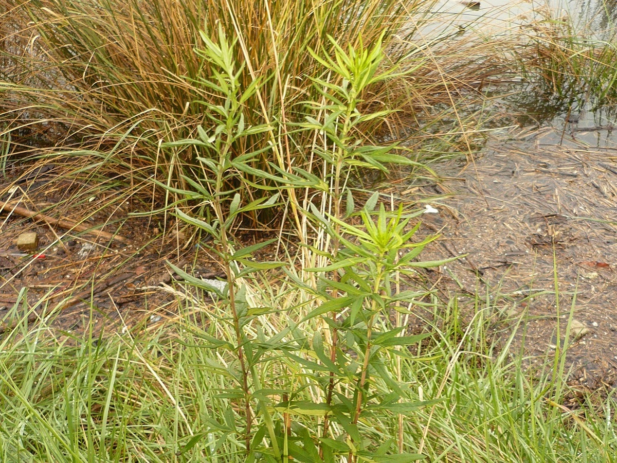 Artemisia verlotiorum (Asteraceae)